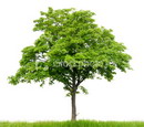 Acer Pseudoplantanus